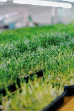 Su damlalarıyla sulu, taze, yeşil lahanaların yakın plan çekimi tohumları sulandıran tarım mikro sebzeleri