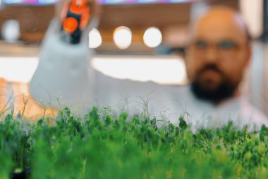 Çiftçi kapalı alanda çiftçilik yapıyor. Mikro sebze ekiyor. Tohum seçiyor ve taze otlar suluyor.