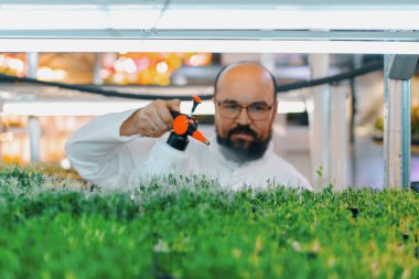 Çiftçi kapalı alanda çiftçilik yapıyor. Mikro sebze ekiyor. Tohum seçiyor ve taze otlar suluyor.