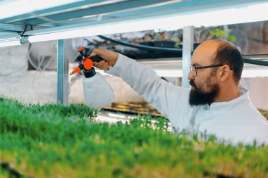 Çiftçi kapalı alanda çiftçilik yapıyor. Mikro sebze ekiyor. Tohum seçiyor ve taze otlar suluyor.