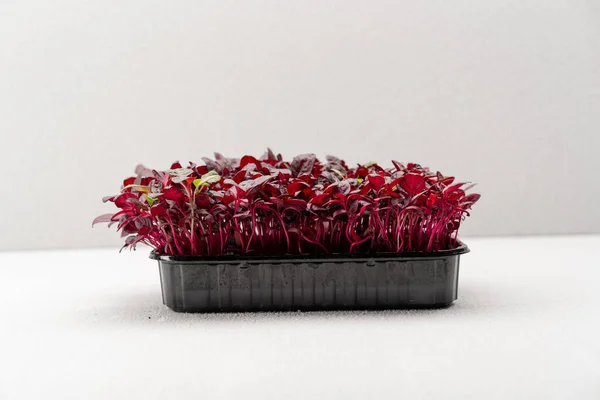 Microgreens Geplant Een Zwarte Container Jonge Spruiten Van Rode Basilicum — Stockfoto