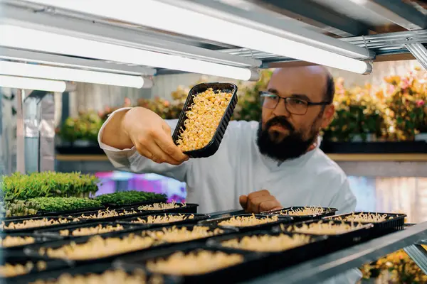 Boer Controleert Microgreens Spruiten Planken Van Verticale Boerderij Eco Voedsel — Stockfoto