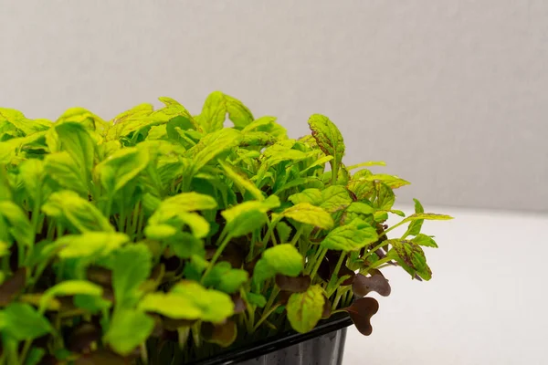 Microgreens Geplant Een Zwarte Container Van Jonge Sla Spruiten Microgroene — Stockfoto