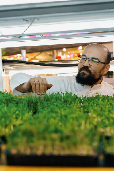 Agricultor Comprueba Microgreens Brotes Estantes Granja Vertical Eco Alimentos Verdes —  Fotos de Stock