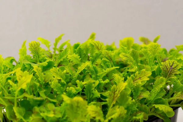 Microgreens Plantados Recipiente Negro Brotes Lechuga Jóvenes Granja Alimentos Ecológicos —  Fotos de Stock