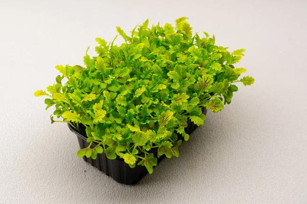 Microgreens Plantados Recipiente Negro Brotes Lechuga Jóvenes Granja Alimentos Ecológicos —  Fotos de Stock