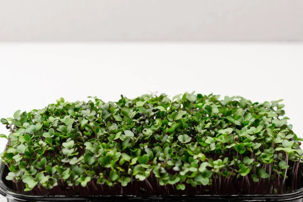 Microgreens Planted Black Container Young Radish Sprouts Microgreen Farm Eco — Stock Photo, Image