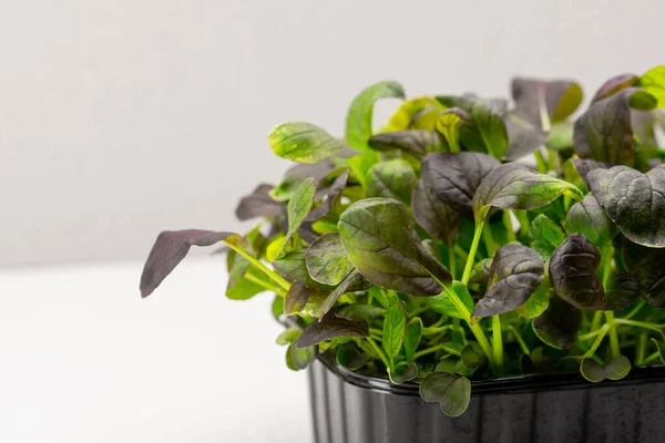Microgreens Planted Black Container Young Mustard Sprouts Microgreen Farm Eco — Stock Photo, Image