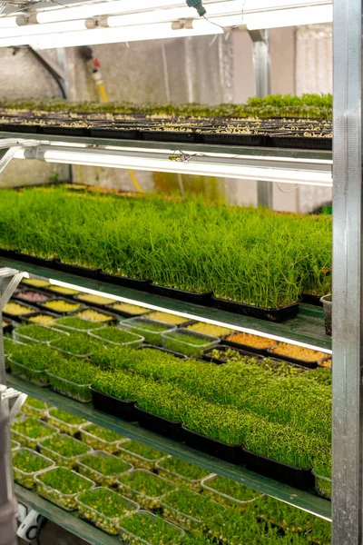 Estantes Microverdes Con Diferentes Tipos Plantas Invernadero Pequeñas Empresas Que —  Fotos de Stock