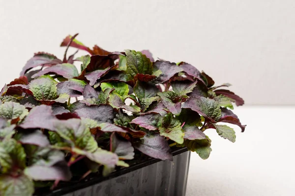 Basil Leaves Aromatic Seasoning Container Farm Growing Microgreens Close Eco — Stock Photo, Image