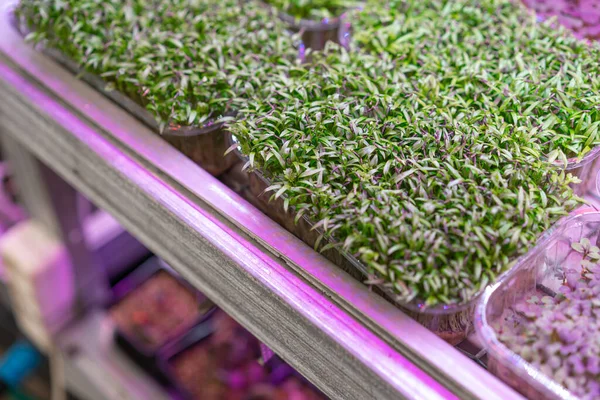 若いコリアンダー芽の新鮮なマイクログリーンエコ製品を育てるクローズアップ ビーガン ヘルシーな食品の概念 — ストック写真