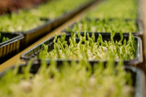 Primer Plano Crecimiento Microgreens Agricultura Ecológica Concepto Germinación Guisantes Filas —  Fotos de Stock
