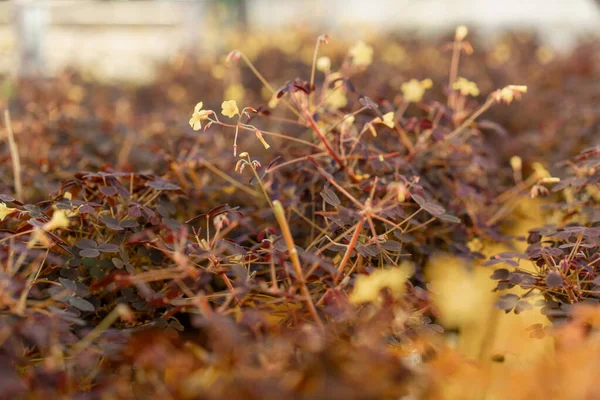 Kapalı Alanda Büyüyen Taze Mikro Yeşilliklerin Yakın Plan Dikey Bahçede — Stok fotoğraf