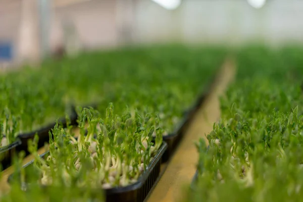 Cultivo Microgreens Cultivo Ecológico Concepto Brotes Guisantes Alimentos Ecológicos Saludables —  Fotos de Stock