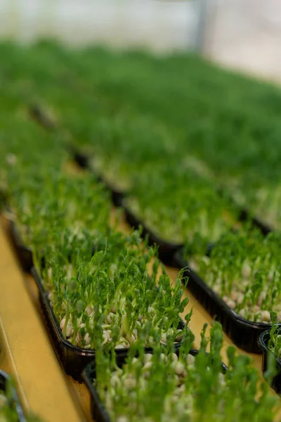 Cultiver Des Microgreens Agriculture Biologique Concept Germination Pousses Pois Alimentation — Photo