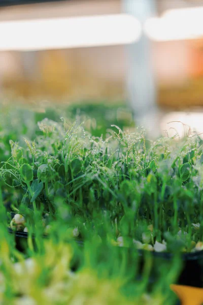 水滴とジューシーな若い緑の芽のクローズアッププロセス散水苗ファームマイクログリーン — ストック写真