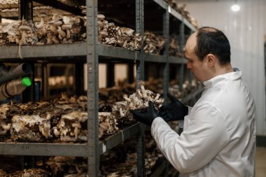 Mantar çiftliğinden bir mikolog shiitake mantarı yetiştiriyor bilim adamı mantarları elinde tutuyor.