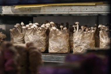 Shimiji mantarı yetiştiren Çevre gıda Biyoloji çiftliği Vejetaryen gıda yenilebilir mantarlar plastik torbalar üretiyor