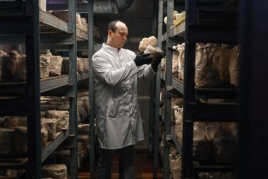 Mantar çiftliğinden bir mikolog aslan ağzı mantarı yetiştiriyor.