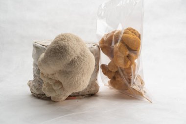 Yenilebilir mantar grubu beyaz arka planda büyüyen kuru ve taze formda Aslan 'ın Yelesi Mantar Çiftliği