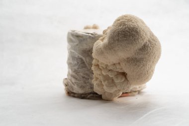 Lentinula Edodes 'da bir mantar çiftliğinde bir grup yenilebilir mantar yakın plan beyaz bir arka planda yetişiyor.