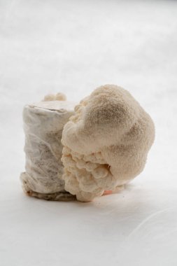 Lentinula Edodes 'da bir mantar çiftliğinde bir grup yenilebilir mantar yakın plan beyaz bir arka planda yetişiyor.