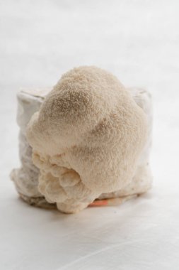 Lentinula Edodes 'da bir mantar çiftliğinde bir grup yenilebilir mantar yakın plan beyaz bir arka planda yetişiyor.