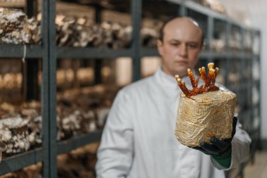 Mantar çiftliğinden bir mikolog Ganoderma lucidum mantarı yetiştiriyor. Bilim adamı mantarları elinde tutuyor.