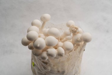 Beyaz arka planda büyüyen mantar çiftliğindeki yenilebilir bir grup Beech mantarı.