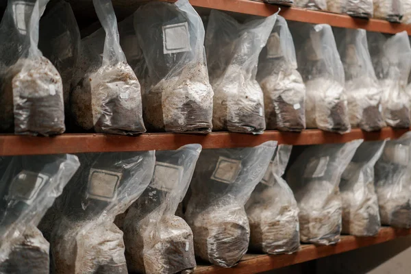Cogumelos Que Crescem Crescem Sacos Plástico Prateleiras Materiais Orgânicos Solo — Fotografia de Stock