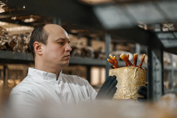 A mycologist from a mushroom farm grows Ganoderma lucidum mushrooms scientist examines mushrooms holding them in his hands