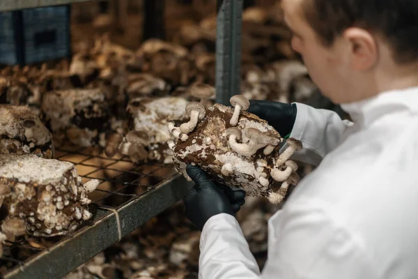 A mycologist from a mushroom farm grows shiitake mushrooms scientist examines mushrooms holding them in his hands