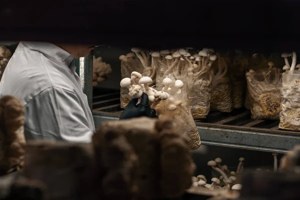 一只手的特写 戴在一个蘑菇农场的真菌学家的黑色手套里 触摸着用塑料袋种植的芝麻蘑菇 — 图库照片