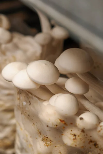 Growing shimiji mushrooms Eco food Bio farm Vegetarian food edible mushrooms grow plastic bags shelves food close up