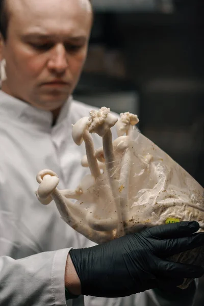 Close Hand Black Glove Mycologist Mushroom Farm Touching Shimeji Mushrooms — Stock Photo, Image