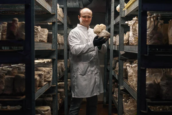 Mycologist from mushroom farm growing mushrooms lion\'s mane smiling scientist holding mushrooms in hand