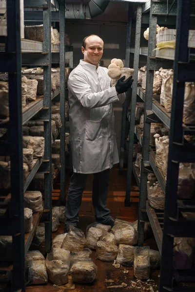 Mycologist from mushroom farm growing mushrooms lion\'s mane smiling scientist holding mushrooms in hand