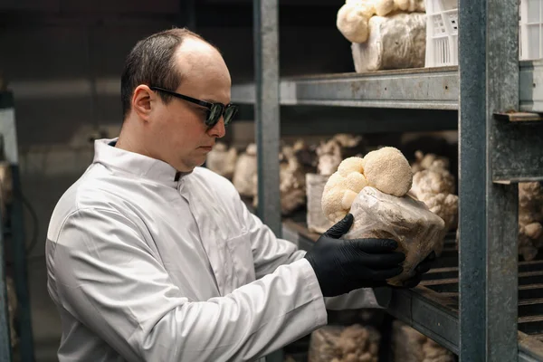 A mycologist from mushroom farm grows lion\'s mane mushrooms scientist in white coat checks mushrooms holding them in his hands