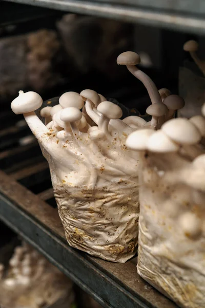 Cultivation of shimiji mushrooms Eco food Biofarm Vegetarian food edible mushrooms grow plastic bags on shelves food