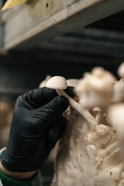 一只手的特写 戴在一个蘑菇农场的真菌学家的黑色手套里 触摸着用塑料袋种植的芝麻蘑菇 — 图库照片