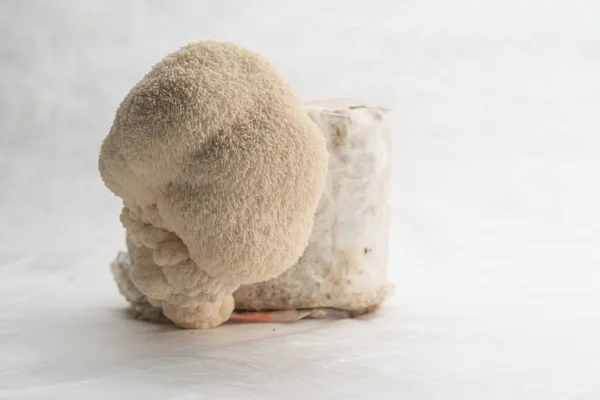 A group of edible mushrooms on a mushroom farm Lentinula edodes growing on log on a white background close-up