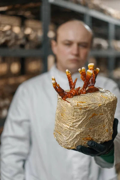 Micólogo Una Granja Hongos Cultiva Hongos Ganoderma Lucidum Científico Examina —  Fotos de Stock