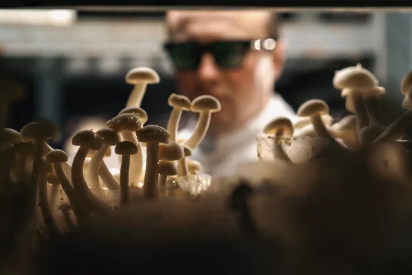 A mycologist from a mushroom farm grows shimeji mushrooms the scientist looks at mushrooms on the shelves