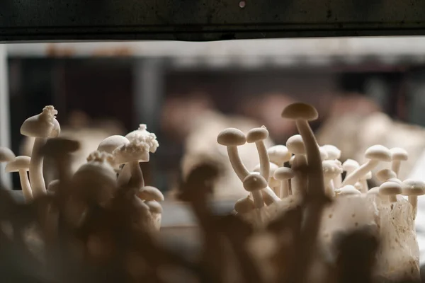 Cultivation of shimiji mushrooms Eco food Biofarm Vegetarian food edible mushrooms grow plastic bags on shelves food