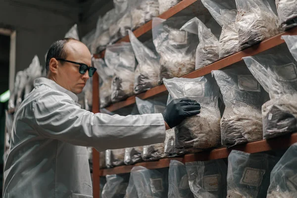 Mushroom farm scientist-mycologist  grows and tests mushrooms plastic bags growing organic food