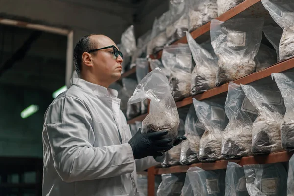 Granja Hongos Científico Micólogo Crece Prueba Hongos Bolsas Plástico Cultivo —  Fotos de Stock