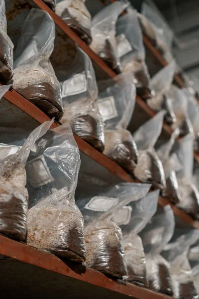 Mushroom Farm Growing Growing Mushrooms Plastic Bags Organic Soil Materials — Stock Photo, Image