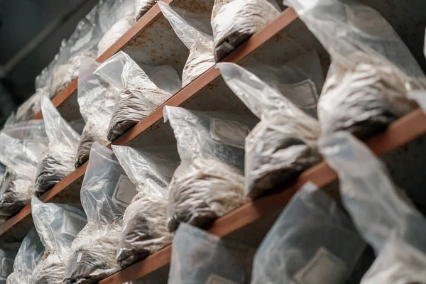 Mushroom Farm Growing Growing Mushrooms Plastic Bags Organic Soil Materials — Stock Photo, Image