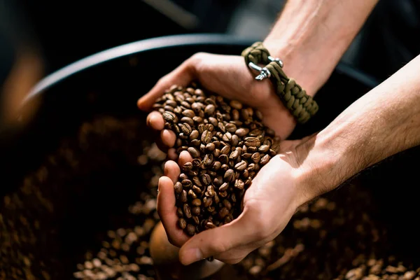 Een Werknemer Inspecteert Geurige Gebrande Koffiebonen Die Hij Zijn Handen — Stockfoto