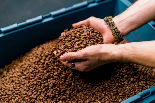生産工場で手に取る香り高い焙煎コーヒー豆の品質を検査する労働者クローズアップ — ストック写真